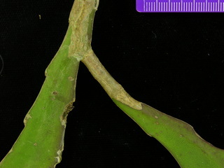 Epiphyllum phyllanthus, leaf