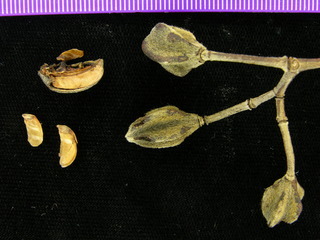 Oryctanthus alveolatus, fruit