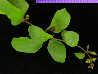 Oryctanthus alveolatus, leaves and buds