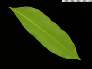 Simarouba amara, leaf bottom