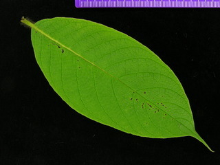 Tournefortia cuspidata, leaf top