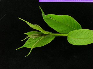 Tournefortia cuspidata, leaves
