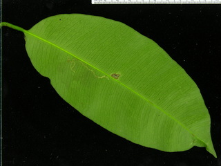 Garcinia madruno, leaf bottom