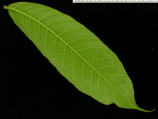 Perebea xanthochyma, leaf bottom