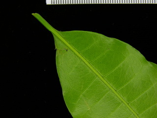 Pouteria reticulata, leaf bottom stem