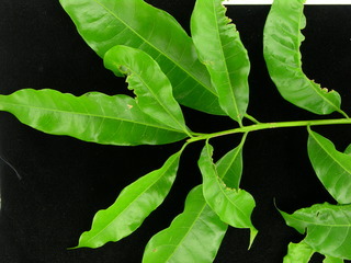 Pouteria reticulata, leaves