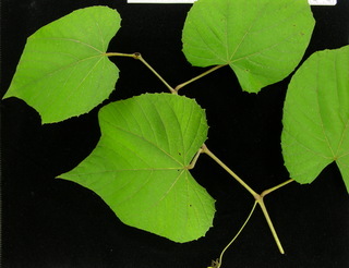 Vitis tiliifolia, leaves