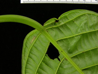 Coccoloba parimensis, leaf bottom stem