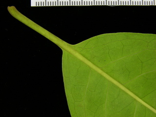 Guapira standleyana, leaf bottom stem