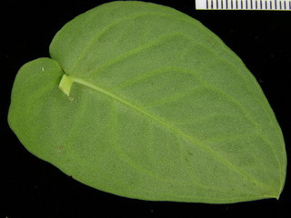 Monstera dubia, leaf bottom stem