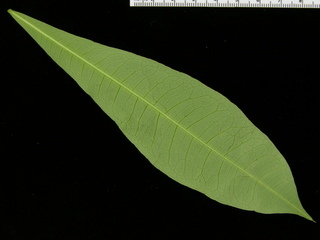 Pachira sessilis, leaf bottom