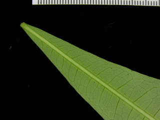 Pachira sessilis, leaf bottom stem