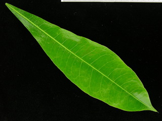 Pachira sessilis, leaf top