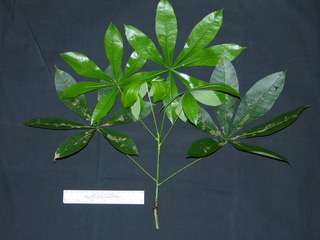 Pachira sessilis, leaves