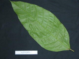 Poulsenia armata, leaf bottom