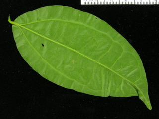 Strychnos darienensis, leaf bottom