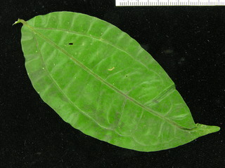 Strychnos darienensis, leaf top