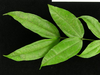 Strychnos darienensis, leaves