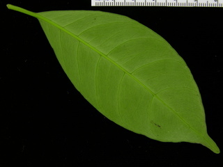 Tovomita stylosa, leaf bottom