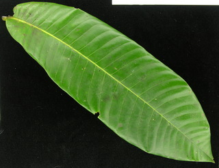Virola surinamensis, leaf top
