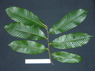 Virola surinamensis, leaves