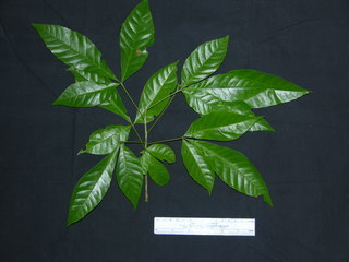 Allophylus psilospermus, leaves