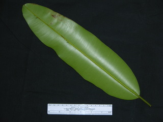 Calophyllum longifolium, leaf bottom