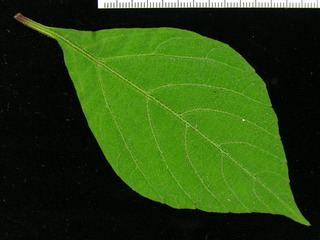 Cissus alata, leaf top