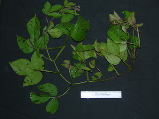 Cissus alata, leaves