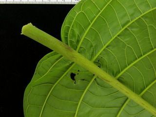 Coccoloba manzinillensis, leaf bottom stem