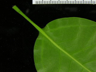 Dendropanax arboreus, leaf bottom stem