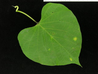 Ipomoea phillomega, leaf top