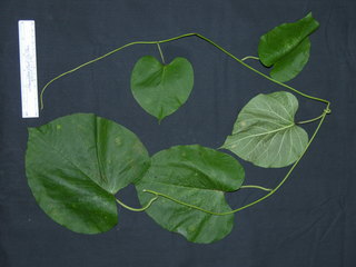 Ipomoea phillomega, leaves