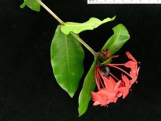 Ixora coccinea, fruit, flowers, and leaves