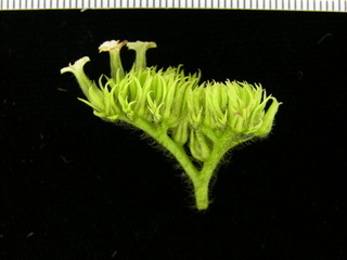 Tournefortia cuspidata, flower