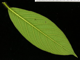 Tournefortia cuspidata, leaf bottom