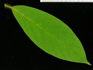 Tournefortia cuspidata, leaf top