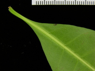 Alibertia edulis, leaf bottom stem