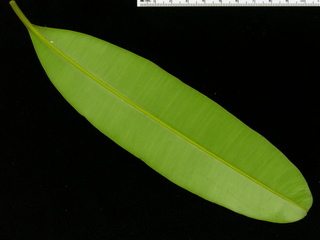 Calophyllum longifolium, leaf bottom