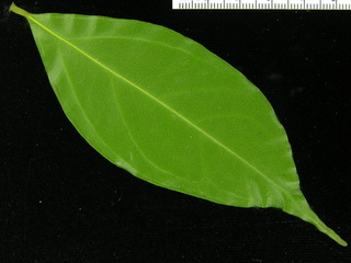 Picramnia latifolia, leaf bottom