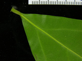 Picramnia latifolia, leaf bottom stem