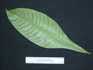 Psychotria grandis, leaf bottom