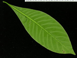 Psychotria marginata, leaf bottom