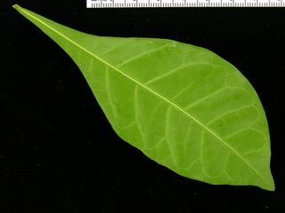 Quassia amara, leaf bottom
