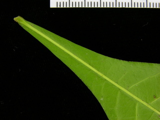 Quassia amara, leaf bottom stem