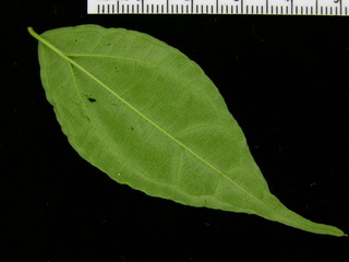 Strychnos panamensis, leaf bottom
