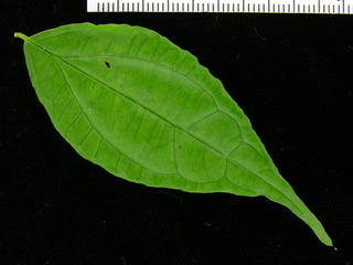 Strychnos panamensis, leaf top