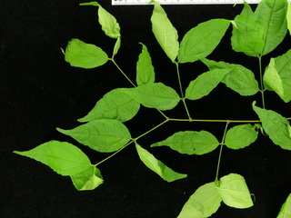 Strychnos panamensis, leaves