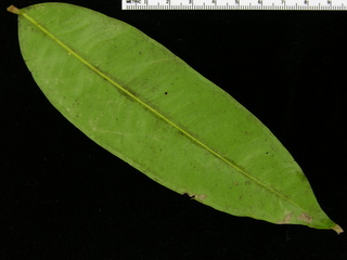 Chamguava schippii, leaf bottom