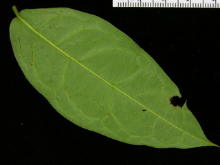 Combretum decandrum, leaf bottom